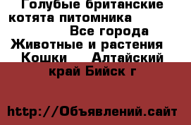 Голубые британские котята питомника Silvery Snow. - Все города Животные и растения » Кошки   . Алтайский край,Бийск г.